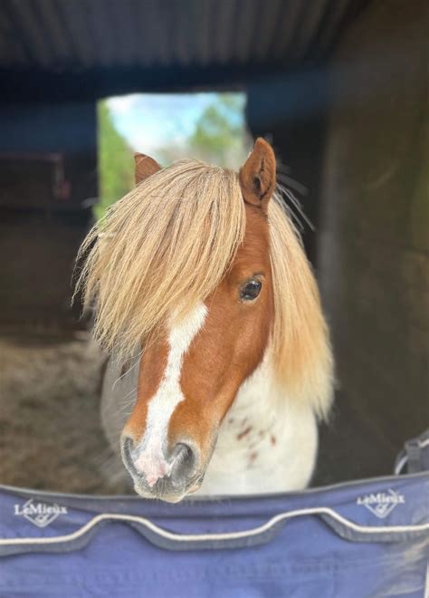 Langstrom's Pony 1